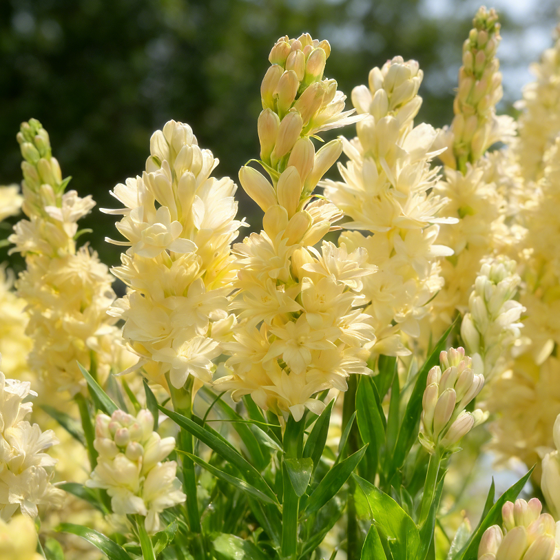 🌺Double Perfume Tuberose Flower Seeds – Grow Your Own Moon Garden Blooms