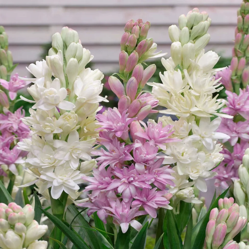 🌺Double Perfume Tuberose Flower Seeds – Grow Your Own Moon Garden Blooms