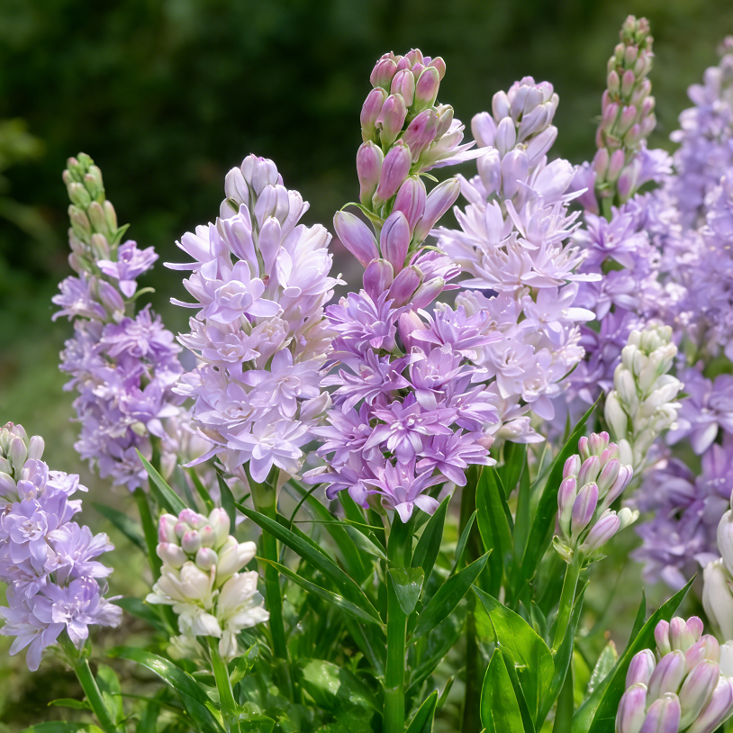 🌺Double Perfume Tuberose Flower Seeds – Grow Your Own Moon Garden Blooms
