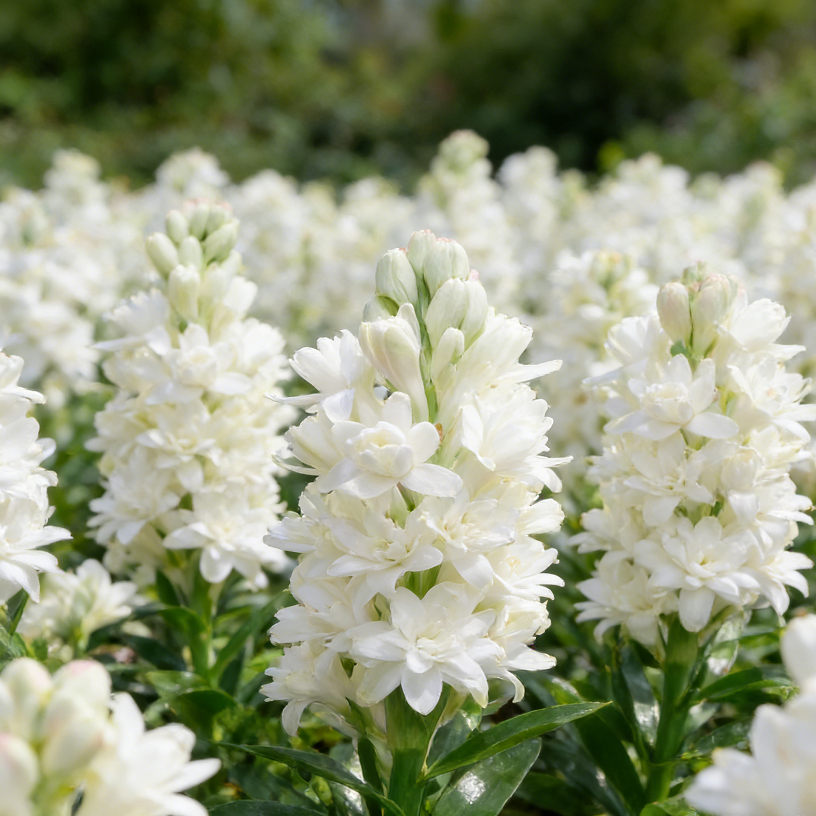 🌺Double Perfume Tuberose Flower Seeds – Grow Your Own Moon Garden Blooms