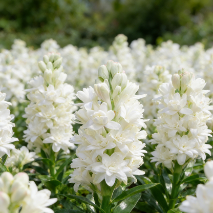 🌺Double Perfume Tuberose Flower Seeds – Grow Your Own Moon Garden Blooms