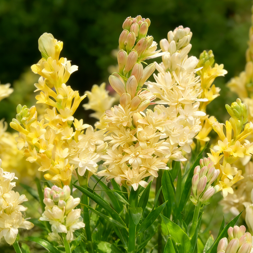 🌺Double Perfume Tuberose Flower Seeds – Grow Your Own Moon Garden Blooms