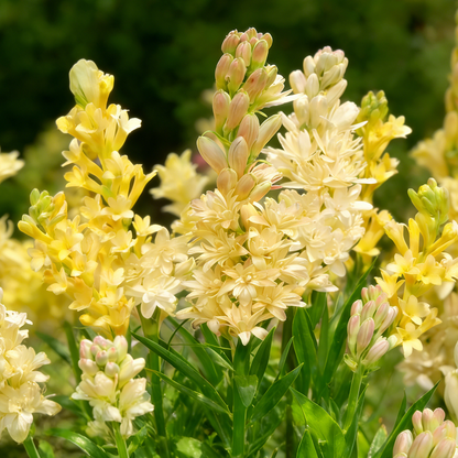 🌺Double Perfume Tuberose Flower Seeds – Grow Your Own Moon Garden Blooms