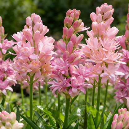 🌺Double Perfume Tuberose Flower Seeds – Grow Your Own Moon Garden Blooms