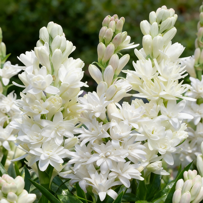 🌺Double Perfume Tuberose Flower Seeds – Grow Your Own Moon Garden Blooms