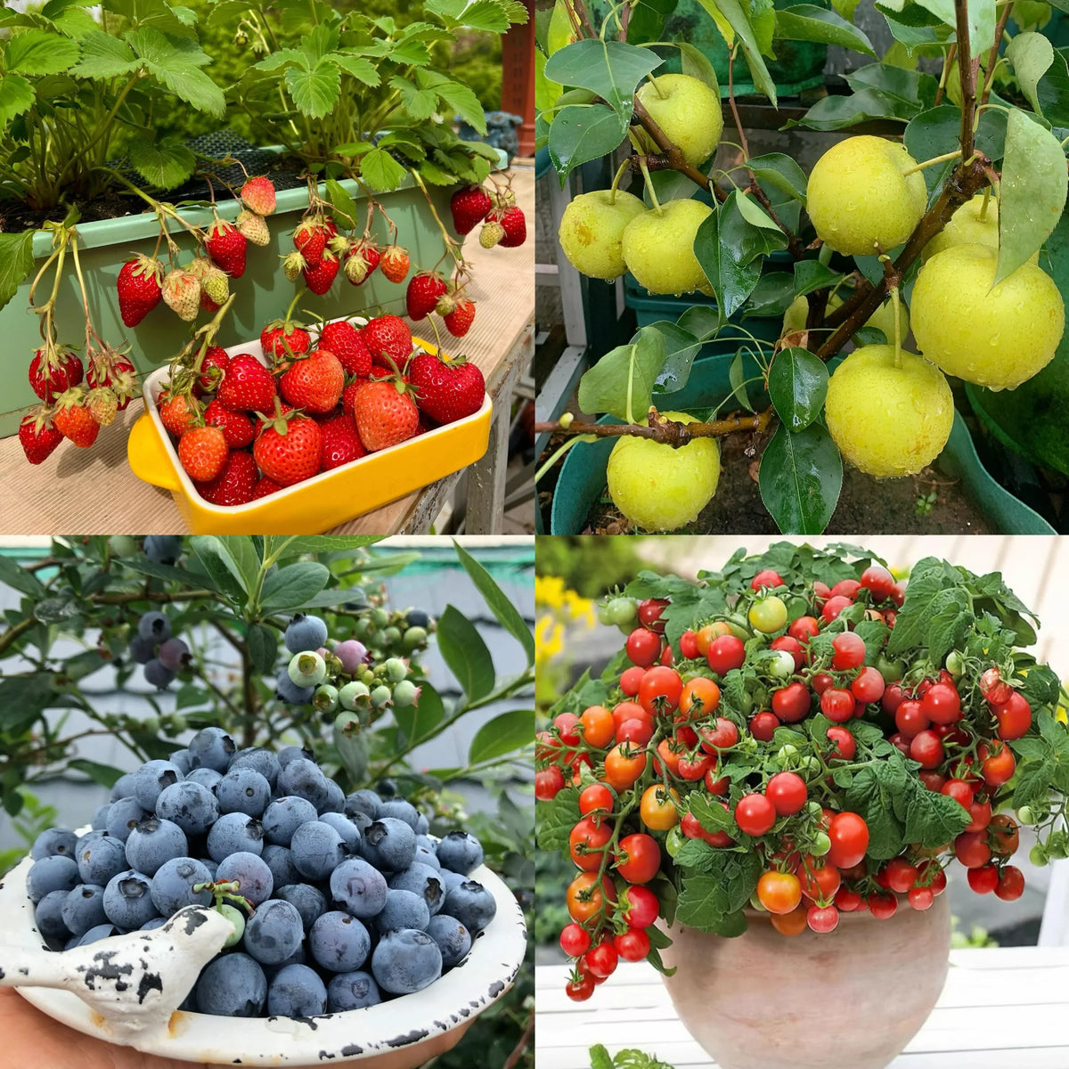 ✨🏆Early Holiday Sale 49% OFF🌱Eco-Friendly Plantable “Timeless” Seed Calendar 2027