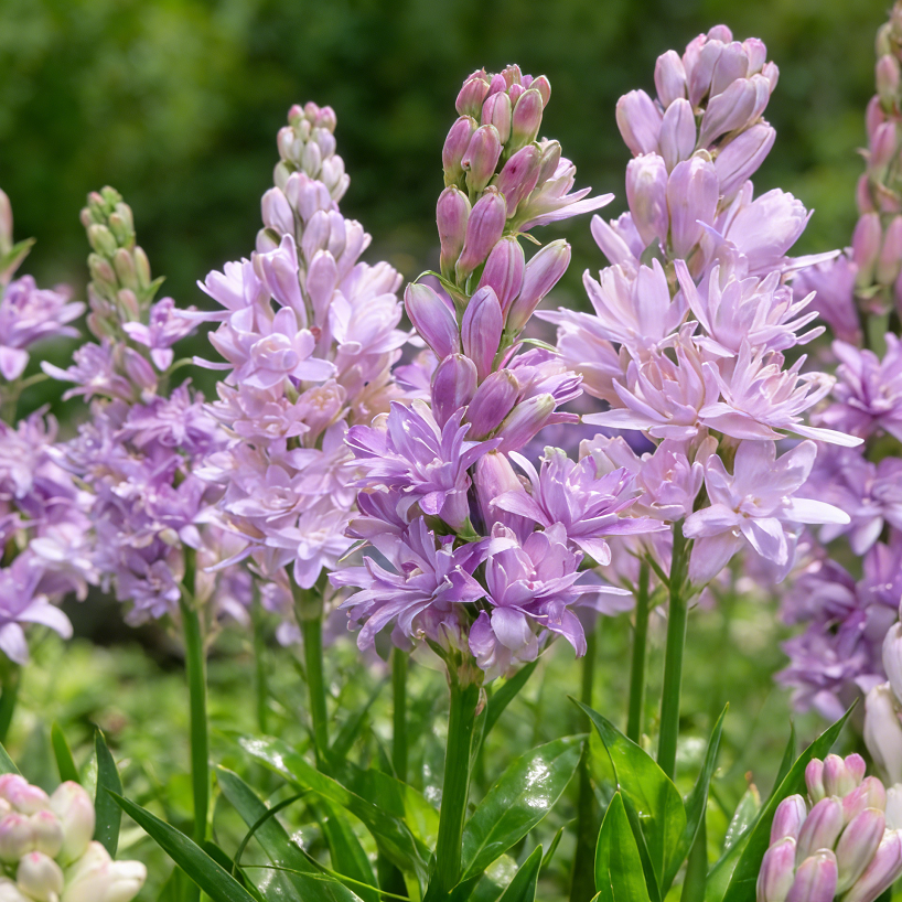 🌺Double Perfume Tuberose Flower Seeds – Grow Your Own Moon Garden Blooms