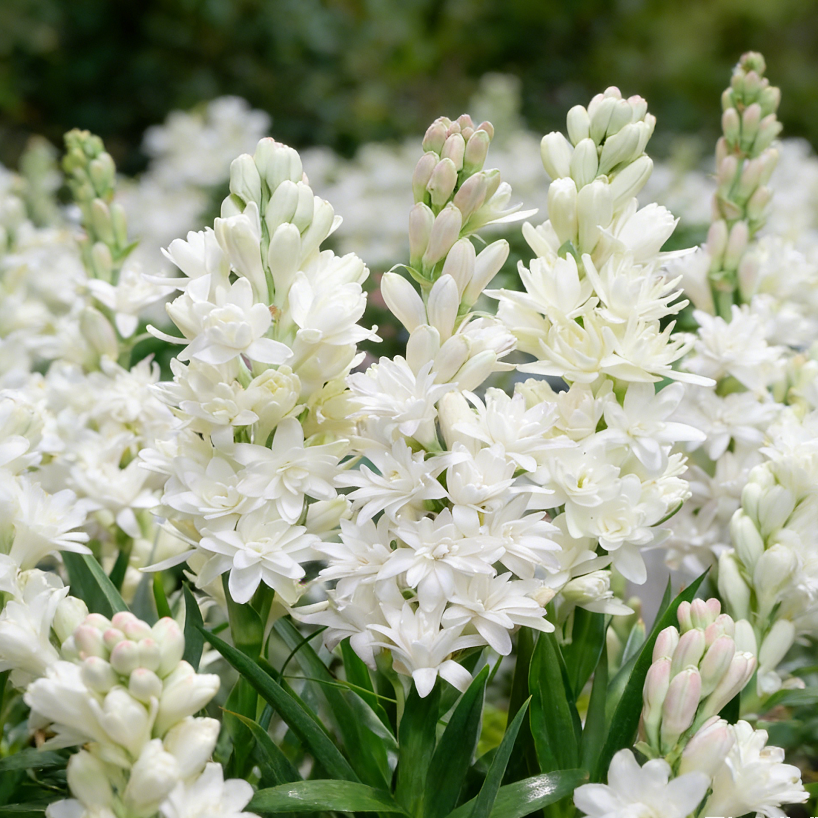 🌺Double Perfume Tuberose Flower Seeds – Grow Your Own Moon Garden Blooms