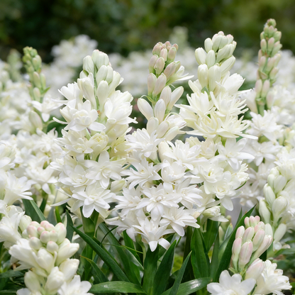 🌺Double Perfume Tuberose Flower Seeds – Grow Your Own Moon Garden Blooms